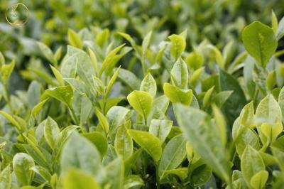 Kỹ thuật chăm bón