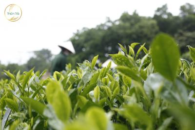 Vùng nguyên liệu